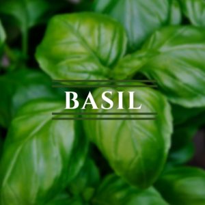 Basil, Common