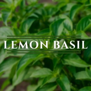 Basil, Lemon