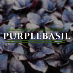 Basil, Purple