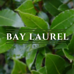Bay