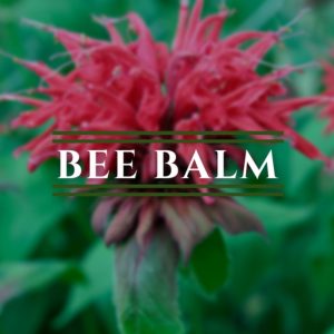 Bee Balm (Monarda, Assorted)
