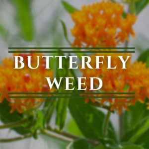 Butterfly Weed