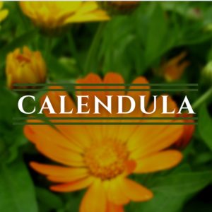 Calendula