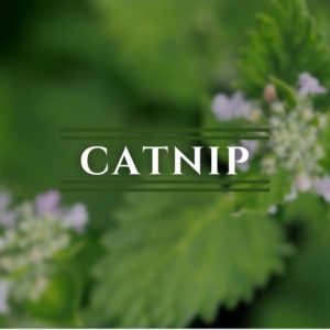 Catnip