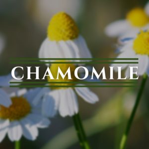 Chamomile (German)