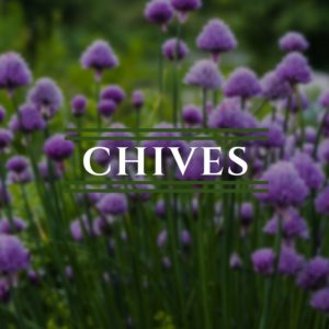 Chives