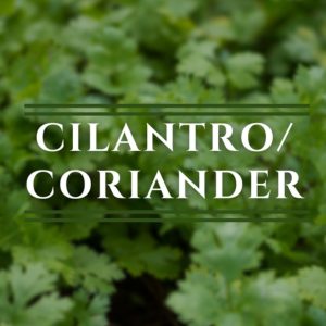 Cilantro