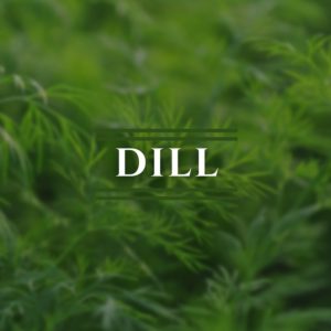 Dill