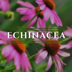 Echinacea