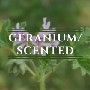Geranium