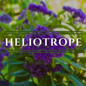 Heliotrope