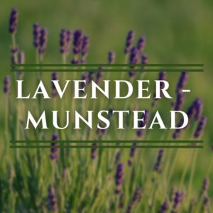 Lavendar, Munstead