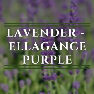 Lavendar, Purple