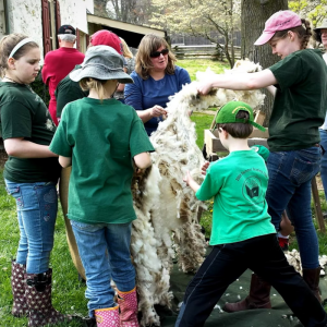 Shearing Station